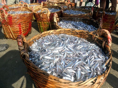 Cá cơm Phú Quốc